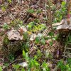 04 Aktion April 25 Feen und Wichtelwald